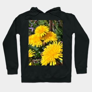 Spring Dandelions - Variation in Lighting - Early Spring Blooms Hoodie